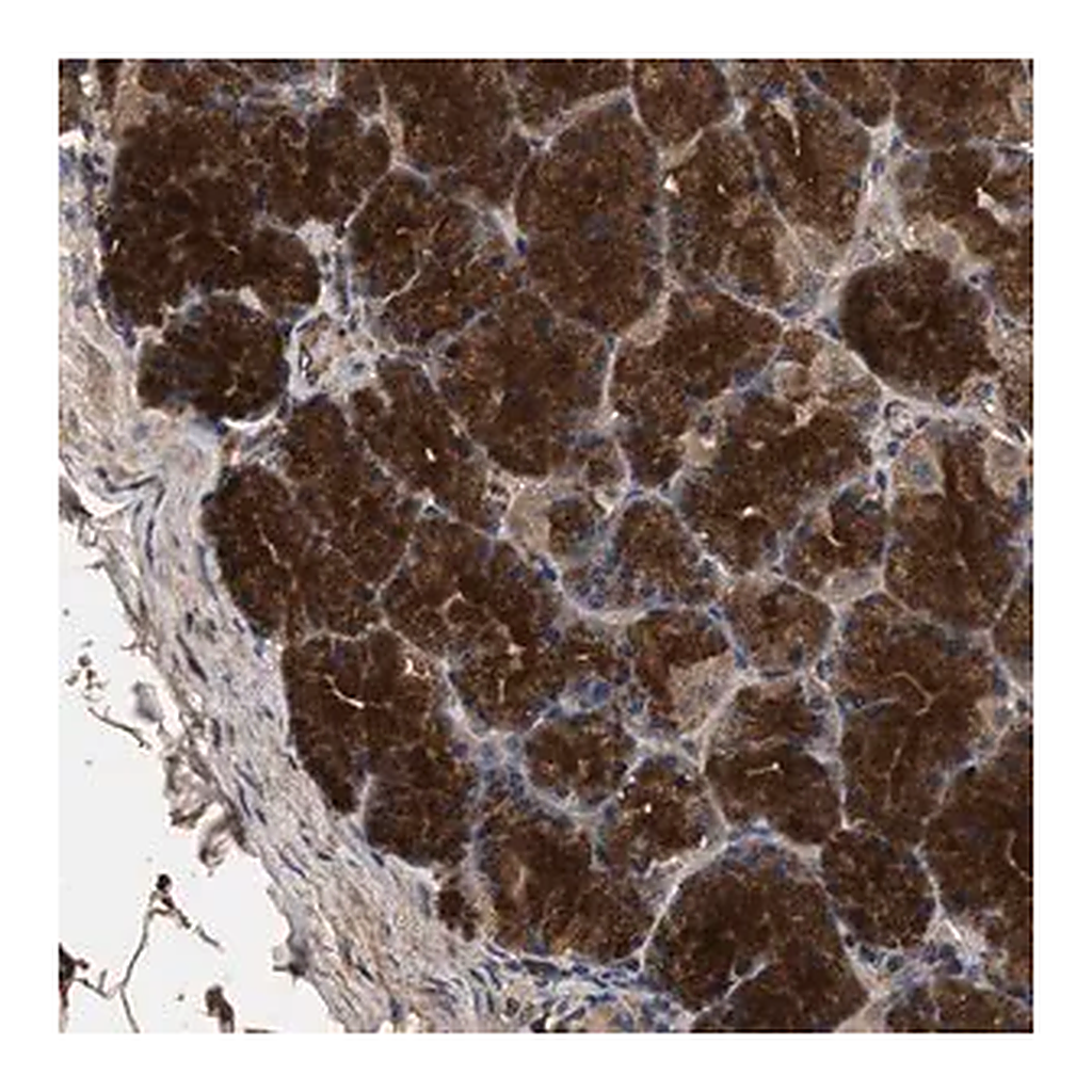 Merck Anti-KYAT1 antibody produced in rabbit