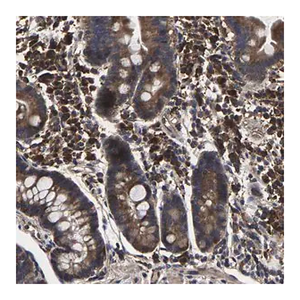 Merck Anti-ITCH antibody produced in rabbit