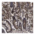 Merck Anti-ITCH antibody produced in rabbit