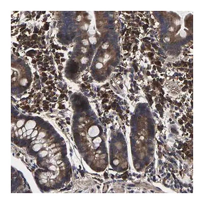 Merck Anti-ITCH antibody produced in rabbit