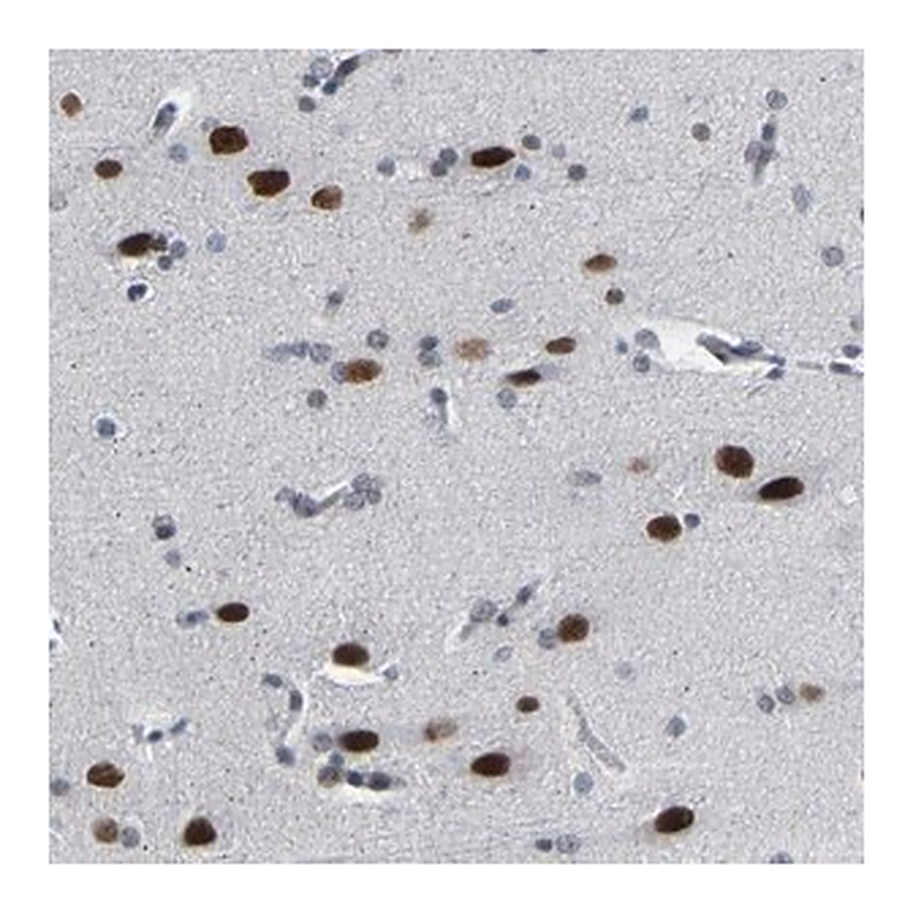 Merck Anti-FAM180A antibody produced in rabbit