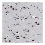 Merck Anti-FAM180A antibody produced in rabbit