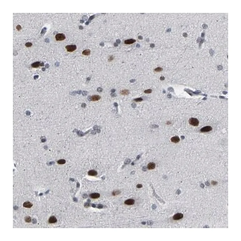 Merck Anti-FAM180A antibody produced in rabbit
