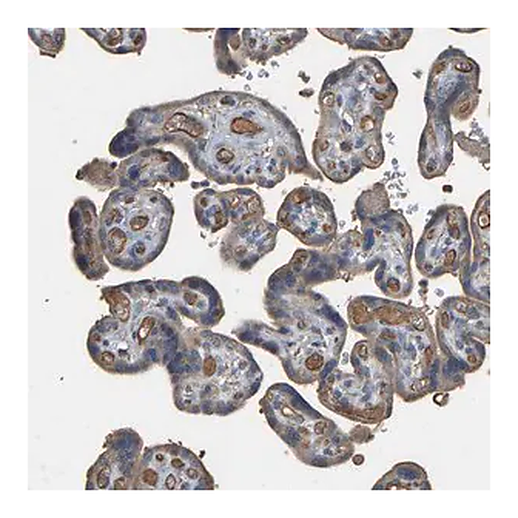 Merck Anti-HTRA3 antibody produced in rabbit