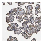 Merck Anti-HTRA3 antibody produced in rabbit
