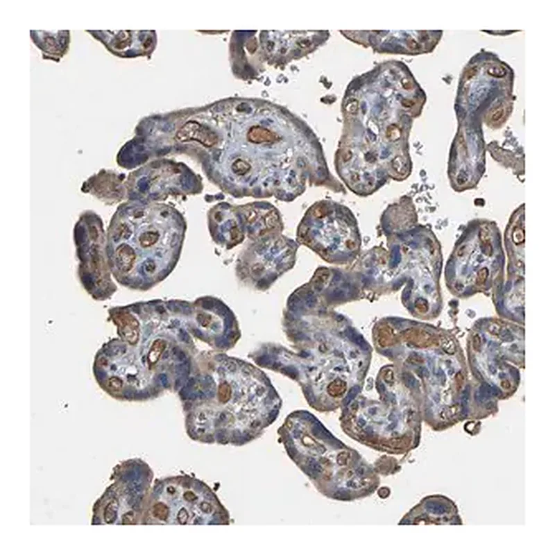 Merck Anti-HTRA3 antibody produced in rabbit