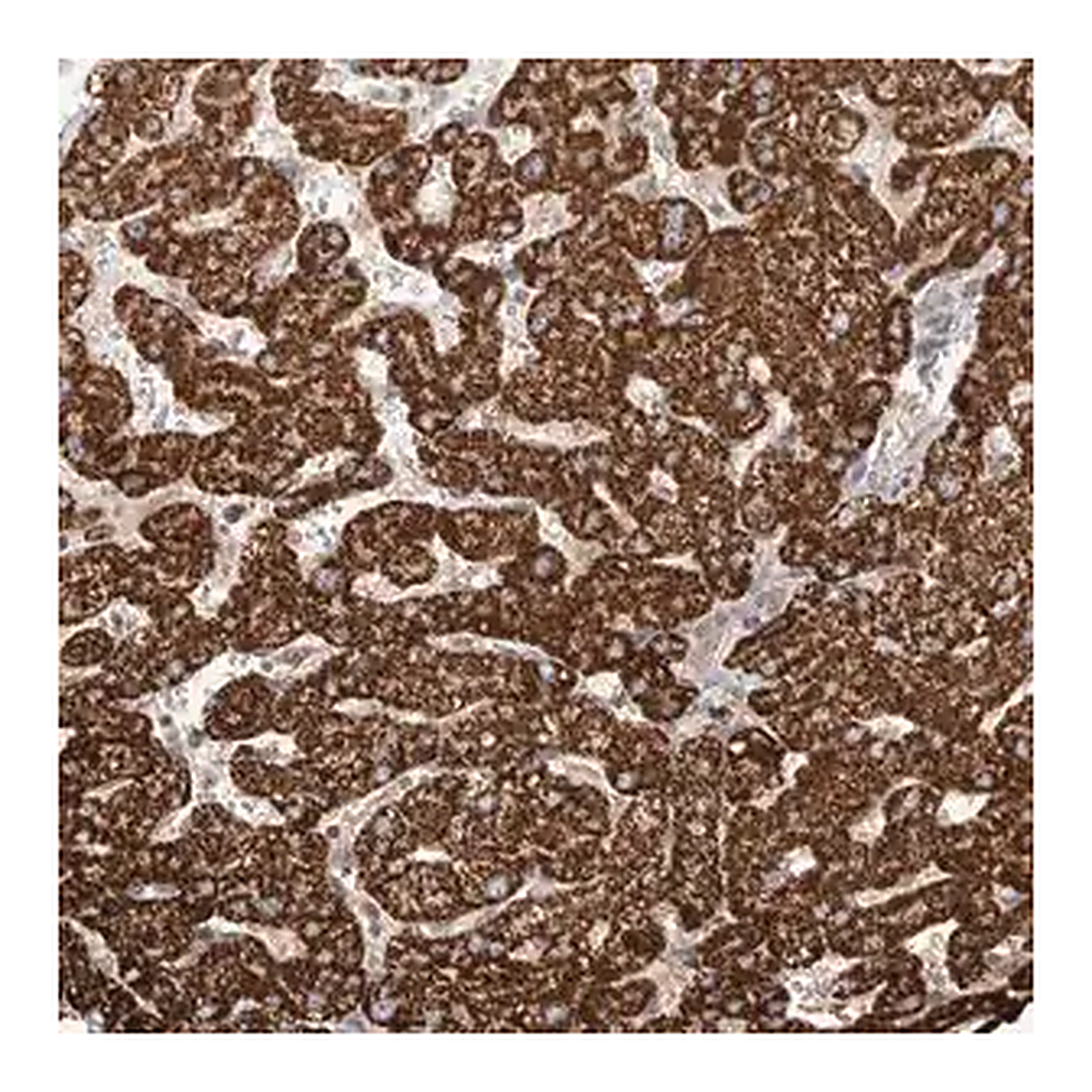 Merck Anti-WDR91 antibody produced in rabbit