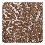 Merck Anti-WDR91 antibody produced in rabbit