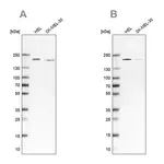 Merck Anti-SMARCC2 antibody produced in rabbit