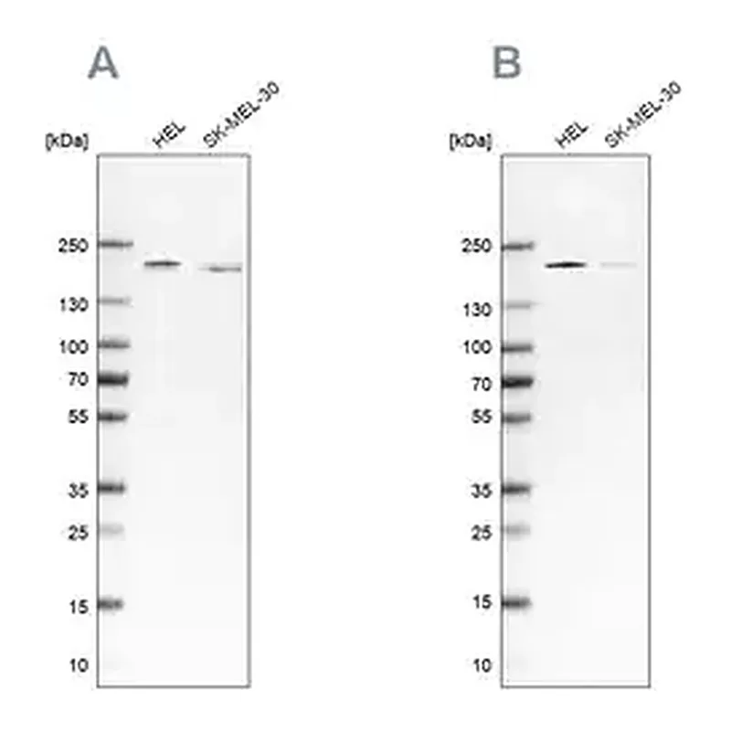 Merck Anti-SMARCC2 antibody produced in rabbit