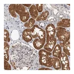 Merck Anti-FBXO43 antibody produced in rabbit