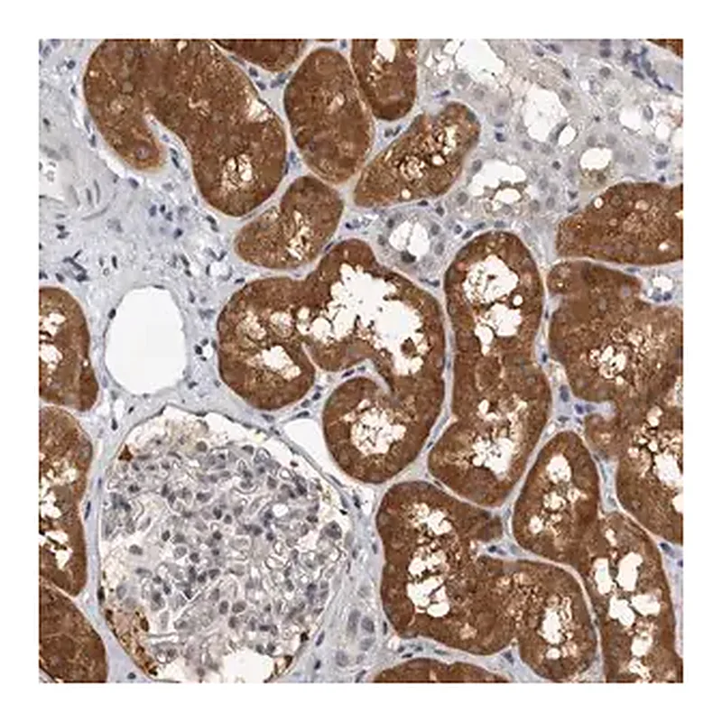Merck Anti-FBXO43 antibody produced in rabbit