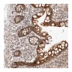 Merck Anti-ZNF704 antibody produced in rabbit