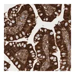 Merck Anti-RHPN1 antibody produced in rabbit