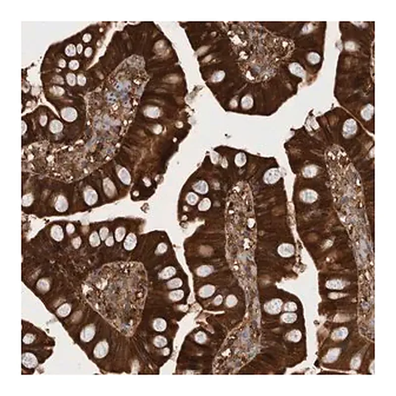Merck Anti-RHPN1 antibody produced in rabbit