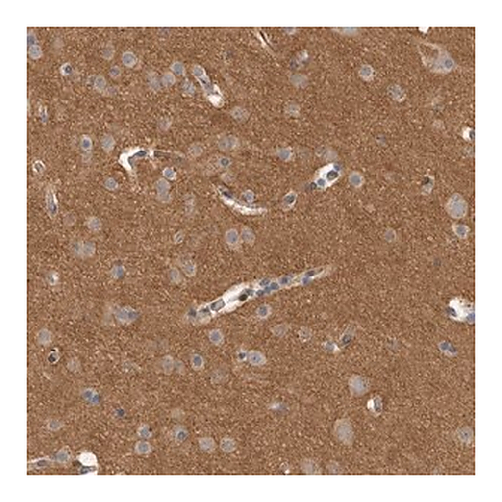 Merck Anti-DMTN antibody produced in rabbit