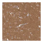 Merck Anti-DMTN antibody produced in rabbit