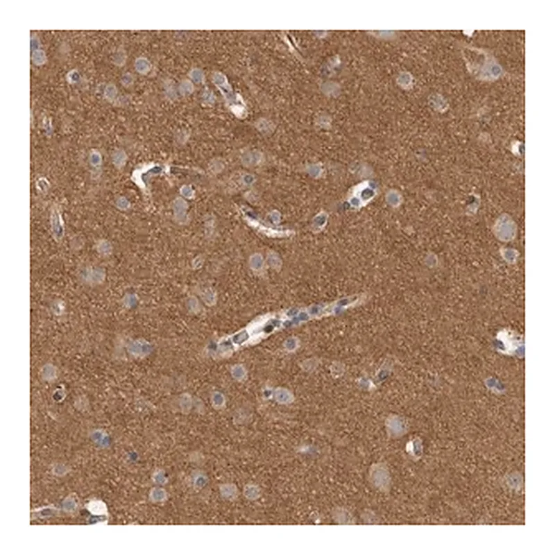 Merck Anti-DMTN antibody produced in rabbit