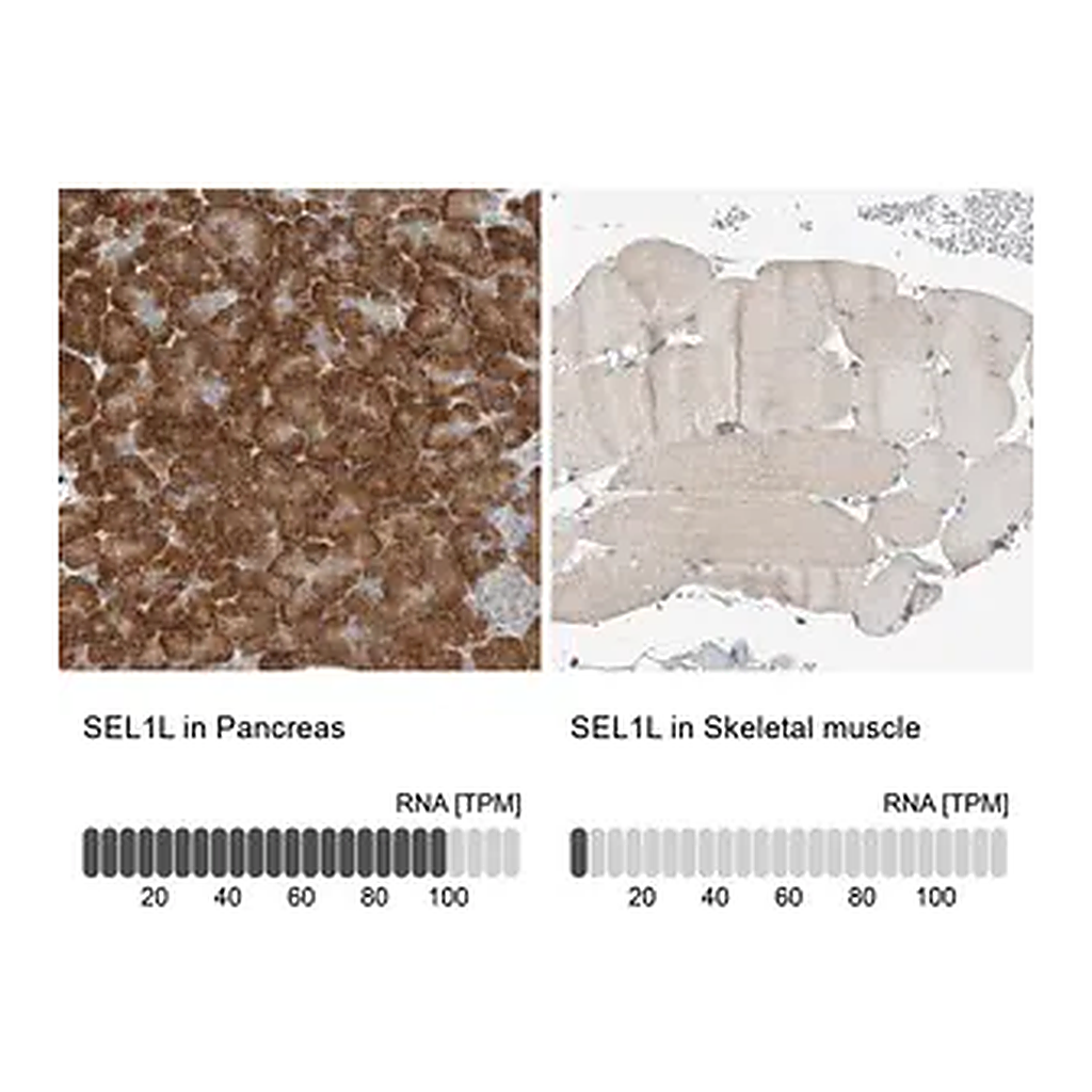 Merck Anti-SEL1L antibody produced in rabbit
