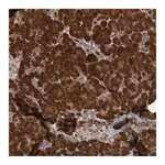 Merck Anti-PRDM4 antibody produced in rabbit