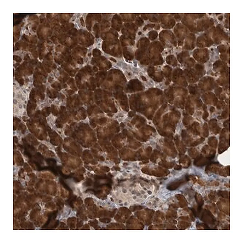 Merck Anti-PRDM4 antibody produced in rabbit
