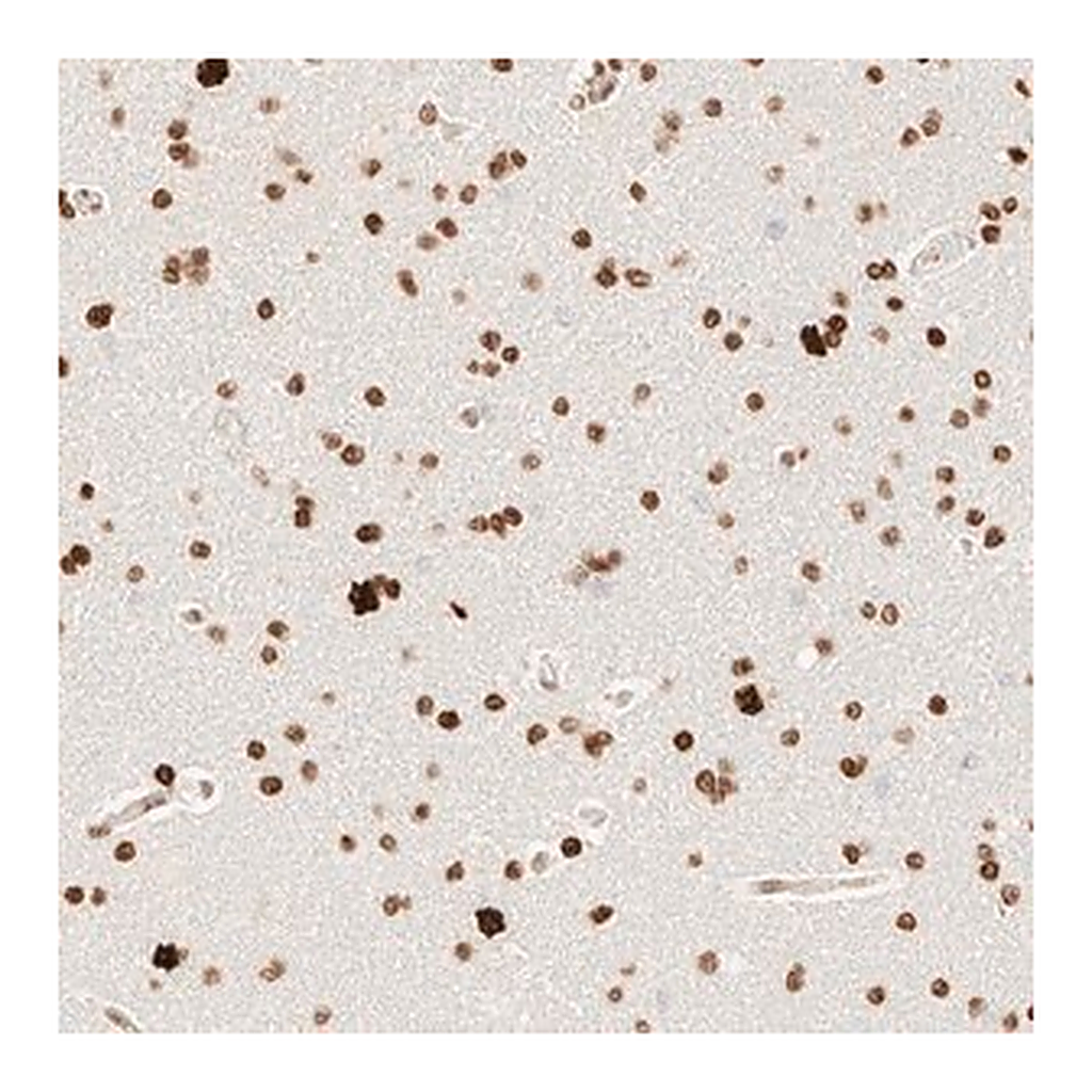 Merck Anti-ZSCAN18 antibody produced in rabbit