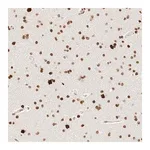 Merck Anti-ZSCAN18 antibody produced in rabbit