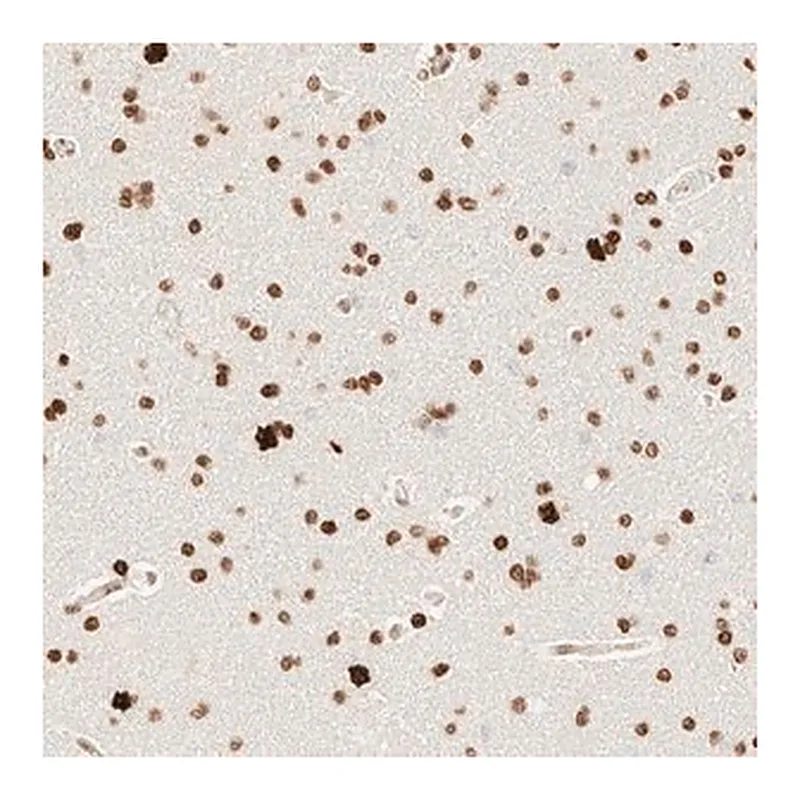 Merck Anti-ZSCAN18 antibody produced in rabbit