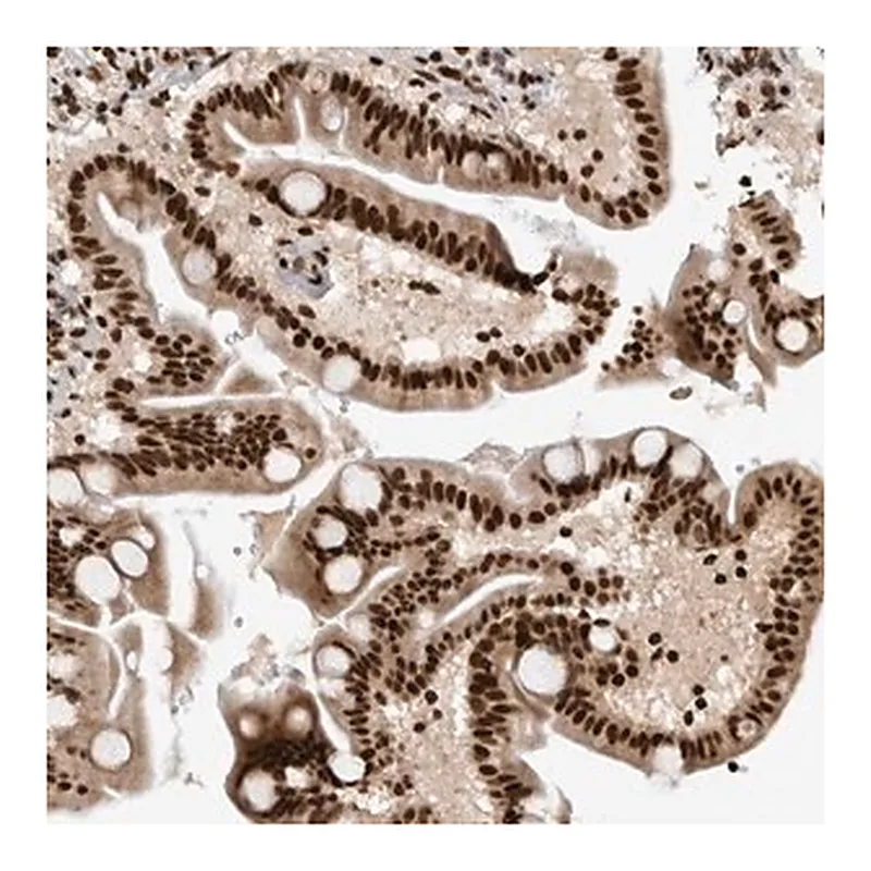 Merck Anti-ZSCAN2 antibody produced in rabbit