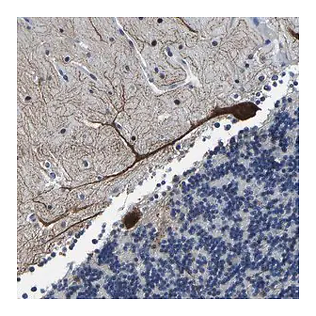 Merck Anti-UBN2 antibody produced in rabbit