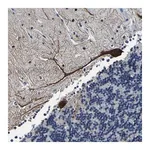 Merck Anti-UBN2 antibody produced in rabbit