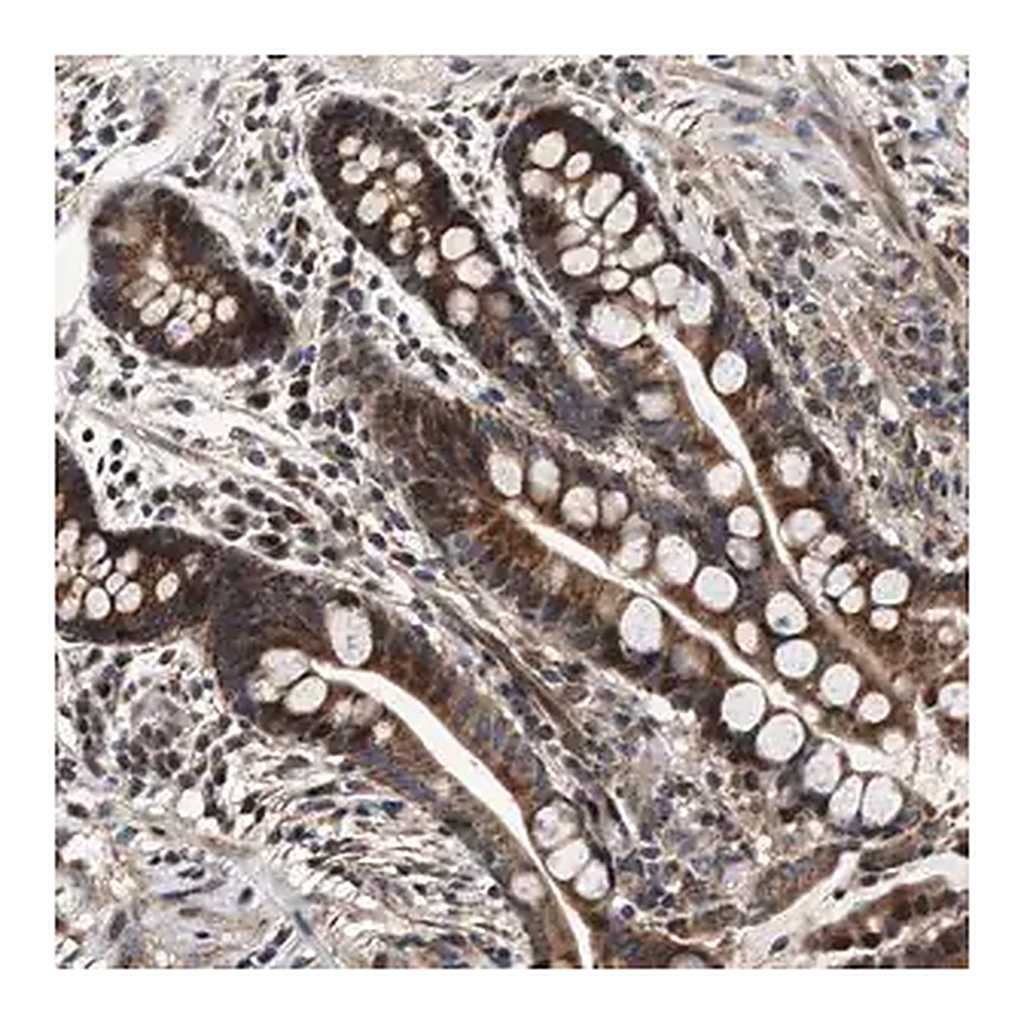 Merck Anti-SCYL2 antibody produced in rabbit