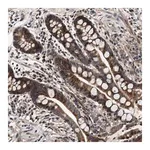 Merck Anti-SCYL2 antibody produced in rabbit