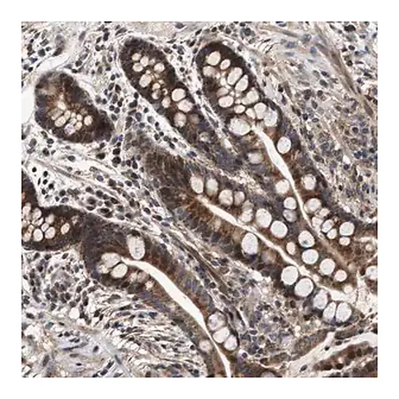 Merck Anti-SCYL2 antibody produced in rabbit