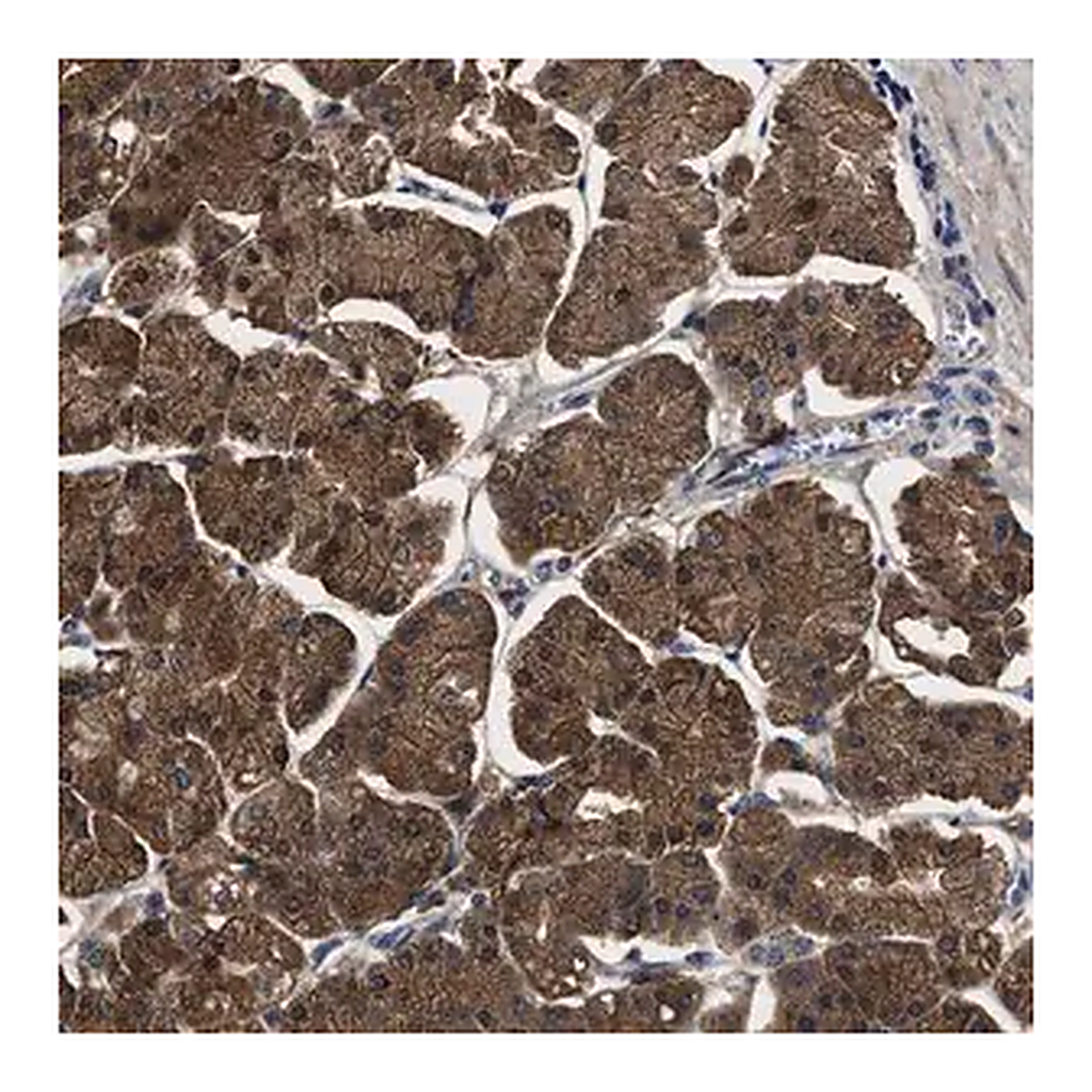 Merck Anti-PPM1K antibody produced in rabbit