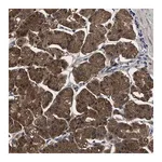 Merck Anti-PPM1K antibody produced in rabbit