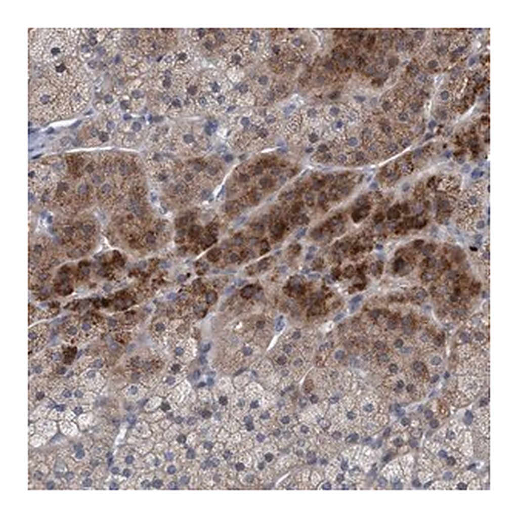 Merck Anti-RNF208 antibody produced in rabbit