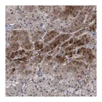 Merck Anti-RNF208 antibody produced in rabbit