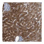 Merck Anti-RGP1 antibody produced in rabbit
