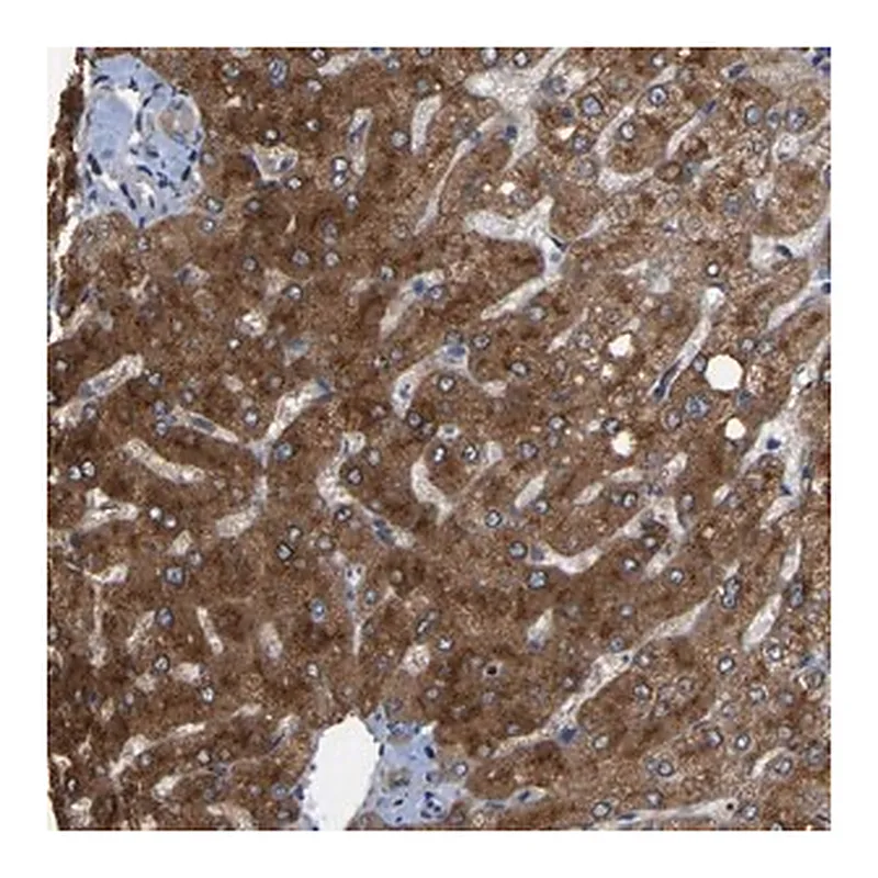 Merck Anti-RGP1 antibody produced in rabbit