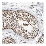 Merck Anti-KLHL1 antibody produced in rabbit