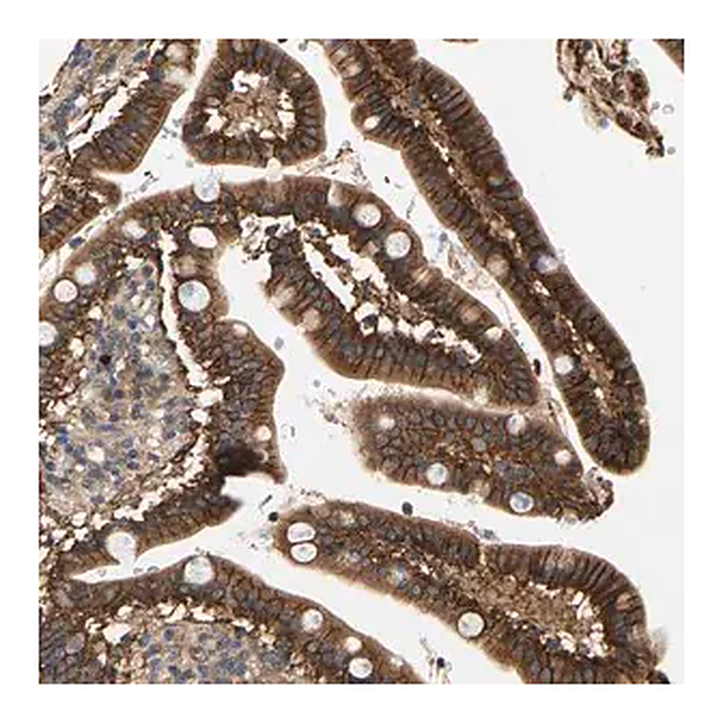 Merck Anti-FAM78A antibody produced in rabbit