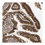 Merck Anti-FAM78A antibody produced in rabbit