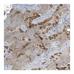 Merck Anti-CHPF2 antibody produced in rabbit