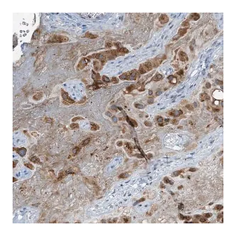 Merck Anti-CHPF2 antibody produced in rabbit