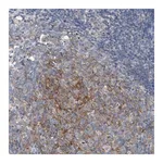 Merck Anti-ARPC5L antibody produced in rabbit