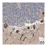 Merck Anti-MFSD6 antibody produced in rabbit