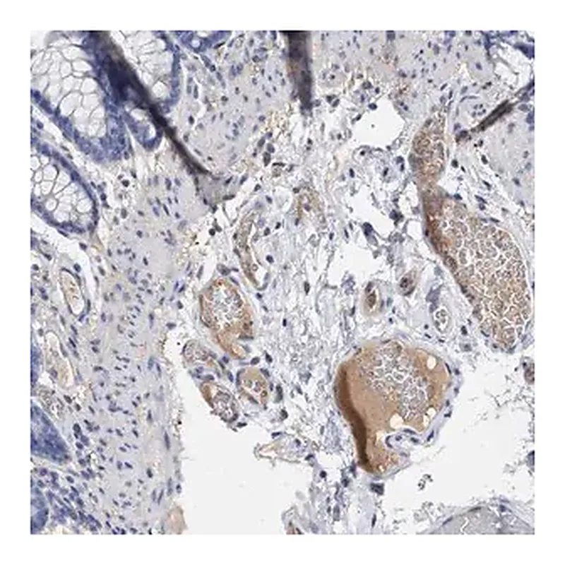 Merck Anti-PLG antibody produced in rabbit