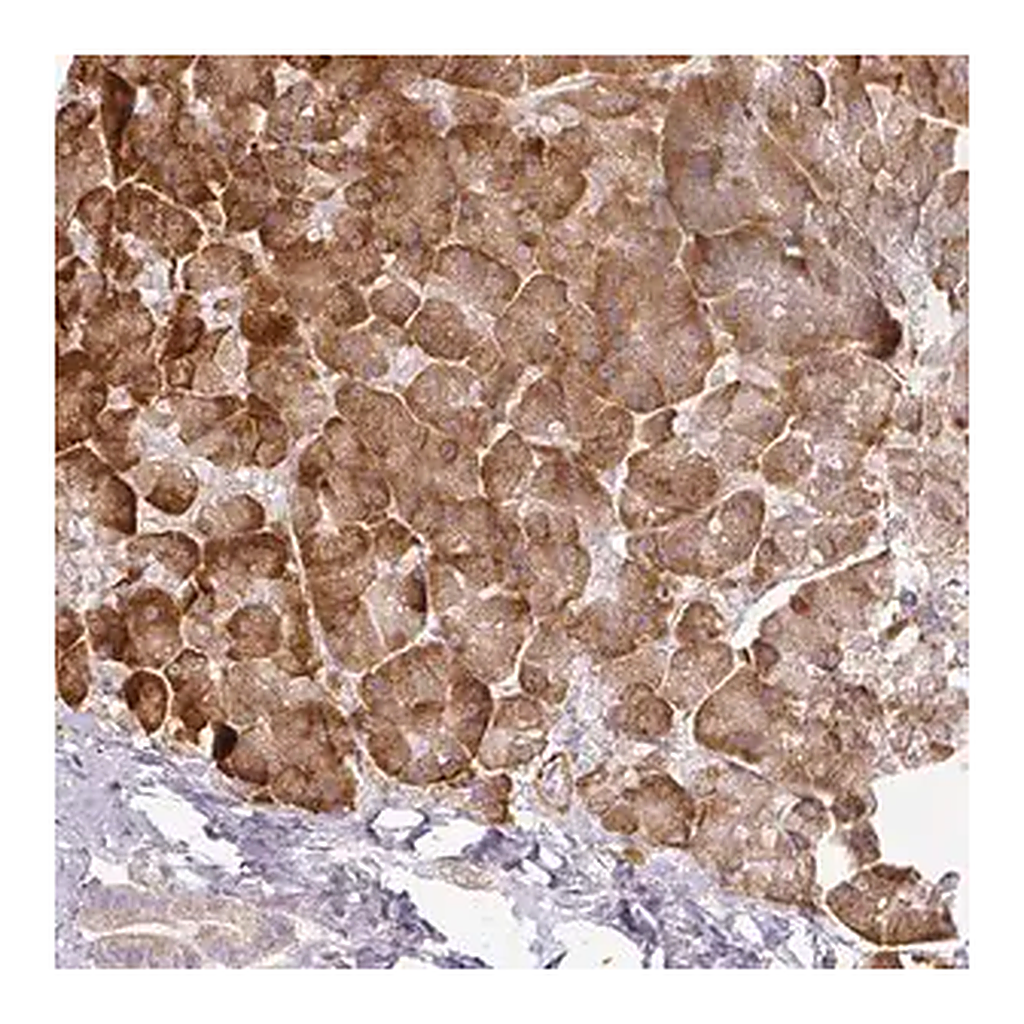Merck Anti-CCDC144A antibody produced in rabbit