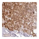 Merck Anti-CCDC144A antibody produced in rabbit
